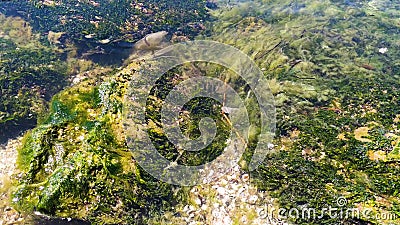在海藻中游泳的鱼群在海岸附近的浅水中游动 从上方查看 阳光明媚的透明水股票视频 视频包括有绿色 珊瑚 在海藻中游泳的鱼群在海岸附近的浅水中游动 从上方查看 阳光明媚的透明水股票视频 视频包括有绿色 珊瑚