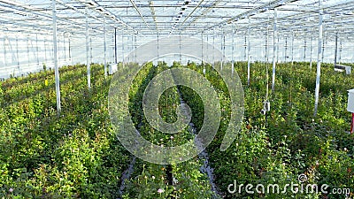 温室花卉栽培 在玻璃温室里生长的玫瑰或植物 空中视野无人机拍摄股票视频 视频包括有康乃馨 郁金香