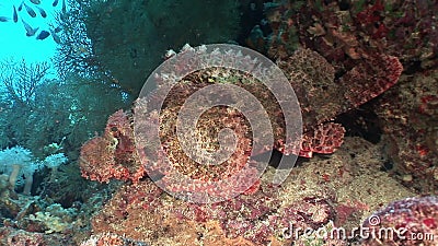 在珊瑚水中的危险毒石鱼在红海影视素材 视频包括有海底 旅游业 潜水 石头 光泽 蓝色 危险