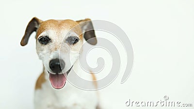 白毛猫画像摄影棚彩色灯光黄色背景中摆着豪华家庭小猫姿势影视素材 视频包括有全部赌注 眼睛 白毛猫画像摄影棚彩色灯光黄色背景中摆着豪华家庭小猫姿势影视素材 视频包括有全部赌注 眼睛
