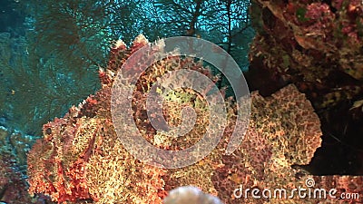 在珊瑚水中的危险毒石鱼在红海影视素材 视频包括有海底 旅游业 潜水 石头 光泽 蓝色 危险