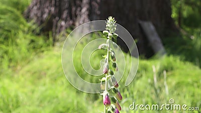 紫地黄 狐狸藻或普通狐狸藻在开花前的特写影视素材 视频包括有庭院 开花 季节 红色 颜色