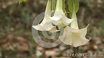 大豆稻霞花的特写影视素材 视频包括有增长 花瓣 白兰地酒 庭院 行动 边缘 形状 摇动 大豆稻霞花的特写影视素材 视频包括有增长 花瓣 白兰地酒 庭院 行动 边缘 形状 摇动