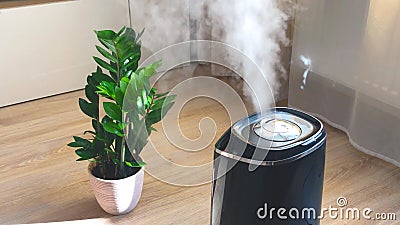 室内装饰性和落叶植物 位于带蒸汽加湿器的公寓内 外面是影视素材 视频包括有背包 航空