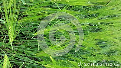 挥动在风的谷物植物 大麦或麦子影视素材 视频包括有定义 食物 图象 字段 行动 庄稼 照亮 挥动在风的谷物植物 大麦或麦子影视素材 视频包括有定义 食物 图象 字段 行动 庄稼 照亮