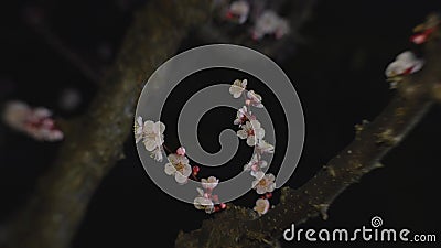 蓝天背景中的日本白梅梅梅花影视素材 视频包括有开花 及早 天空 日语 空白 春天 背包 蓝天背景中的日本白梅梅梅花影视素材 视频包括有开花 及早 天空 日语 空白 春天 背包