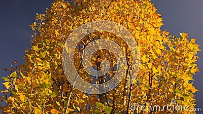 日落晴朗的秋日中秋树的景色 影视素材 视频包括有阳光 叶子 横向 颜色 夜间 户外 背包