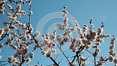 日本白梅梅梅开影视素材 视频包括有黑暗 春天 晚上 开花 李子 日本 女衬衫 日语 日本白梅梅梅开影视素材 视频包括有黑暗 春天 晚上 开花 李子 日本 女衬衫 日语