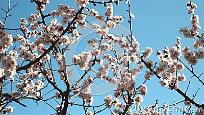 春日日本白梅梅梅花影视素材 视频包括有李子 女衬衫 空白 背包 粉红色 春天 开花 春日日本白梅梅梅花影视素材 视频包括有李子 女衬衫 空白 背包 粉红色 春天 开花