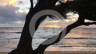 11月在卡帕岛夏威夷的日出 影视素材 视频包括有和平 通知 沙子 结构树 海岛 云彩