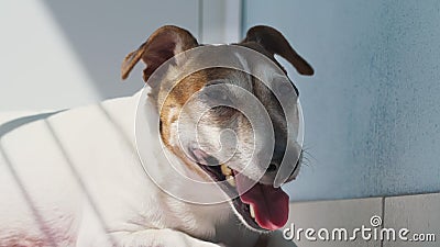 家犬杰克 罗素梗露出牙齿笑容咬主人的手 影视素材 视频包括有性能上 人员 里面 似犬 人力