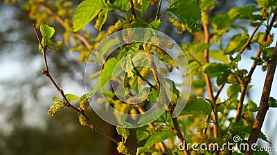 桑树枝上桑果特写 生育花卉的萨赫特绿叶影视素材 视频包括有开花 黑鹂 宏指令 特写镜头
