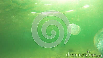 桶形海蜇在水面下的蓝水中游泳股票视频 视频包括有热带 环境 表面 回归线 正在 似果冻般 桶形海蜇在水面下的蓝水中游泳股票视频 视频包括有热带 环境 表面 回归线 正在 似果冻般