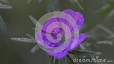 花青红影视素材 视频包括有植物群 红色 花瓣 关闭 本质 英尺长度 特写镜头 摇摆 花青红影视素材 视频包括有植物群 红色 花瓣 关闭 本质 英尺长度 特写镜头 摇摆