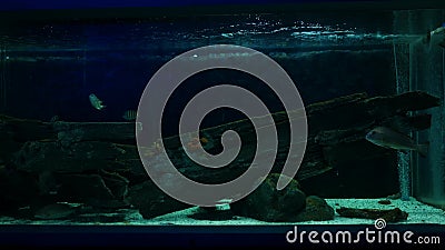 水生植物背景中的水族馆美鱼鱼缸里一条彩色鱼影视素材 视频包括有鱼缸里一条彩色鱼 水生植物背景中的水族馆美鱼 水生植物背景中的水族馆美鱼鱼缸里一条彩色鱼影视素材 视频包括有鱼缸里一条彩色鱼 水生植物背景中的水族馆美鱼
