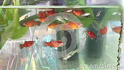 水生植物背景中的水族馆美鱼鱼缸里的一条彩色鱼股票视频 视频包括有生活 背包 本质 深深 水生植物背景中的水族馆美鱼鱼缸里的一条彩色鱼股票视频 视频包括有生活 背包 本质 深深