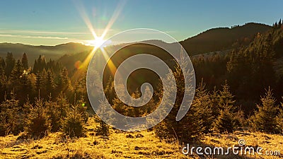 清晨的阳光林 太阳在空中突破了最初形成美丽光线的树枝 草股票视频 视频包括有风景 杉木 清晨的阳光林 太阳在空中突破了最初形成美丽光线的树枝 草股票视频 视频包括有风景 杉木