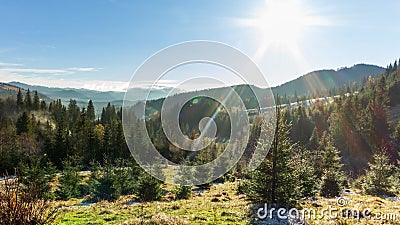 清晨的阳光林 太阳在空中突破了最初形成美丽光线的树枝 草股票视频 视频包括有风景 杉木 清晨的阳光林 太阳在空中突破了最初形成美丽光线的树枝 草股票视频 视频包括有风景 杉木