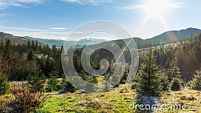 清晨的阳光林 太阳在空中突破了最初形成美丽光线的树枝 草股票视频 视频包括有风景 杉木 清晨的阳光林 太阳在空中突破了最初形成美丽光线的树枝 草股票视频 视频包括有风景 杉木
