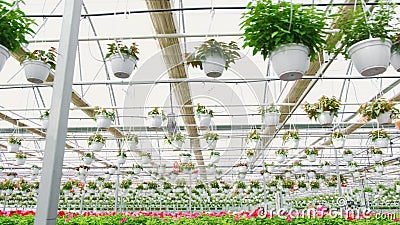满是红色和粉红色花朵的温室 股票视频 视频包括有耕种 生长 采购 房子 照亮 植物群 满是红色和粉红色花朵的温室 股票视频 视频包括有耕种 生长 采购 房子 照亮 植物群
