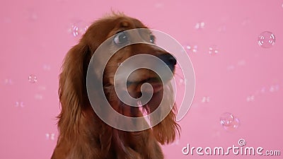 三角耳突起的杜宾犬膛口特写 黑色工作室里的宠物影视素材 视频包括有衣领 心房 交配动物者 三角耳突起的杜宾犬膛口特写 黑色工作室里的宠物影视素材 视频包括有衣领 心房 交配动物者