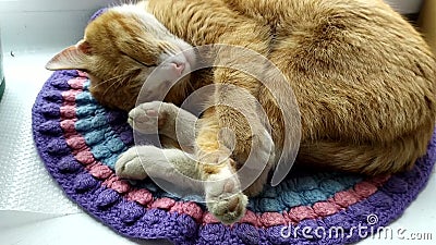 猫睡在窗台上的针织地毯上 生姜可爱的小猫用爪子捂住鼻子 猫的盖子影视素材 视频包括有
