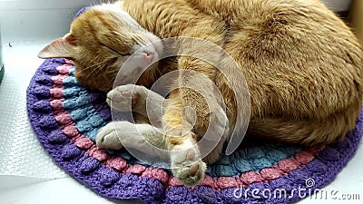 猫睡在窗台上的针织地毯上 生姜可爱的小猫用爪子捂住鼻子 猫的盖子影视素材 视频包括有 猫睡在窗台上的针织地毯上 生姜可爱的小猫用爪子捂住鼻子 猫的盖子影视素材 视频包括有