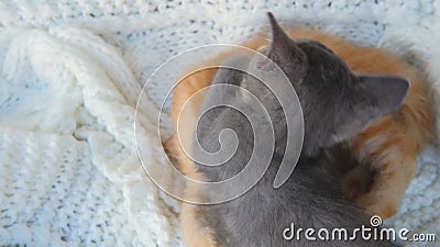 生姜和灰色嬉戏的小猫一起玩着白色针织格子 可爱的家养宠物 猫股票视频 视频包括有可爱的家养宠物 生姜和灰色嬉戏的小猫一起玩着白色针织格子