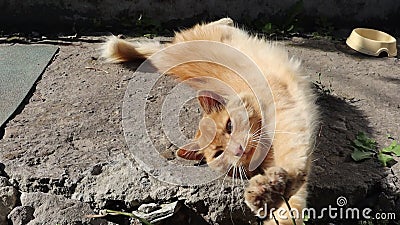 生姜猫倒地躺着打哈欠影视素材 视频包括有可爱 昏睡 似猫 小猫 相当 改良 哺乳动物 生姜猫倒地躺着打哈欠影视素材 视频包括有可爱 昏睡 似猫 小猫 相当 改良 哺乳动物