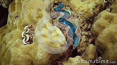 双壳软体动物画家的淡菜 珠蚌类在沙子基体的pictorum移动在coldwater群落生境水族馆 水下的英尺长度影视素材 视频包括有 双壳软体动物画家的淡菜 珠蚌类在沙子基体的pictorum移动在coldwater群落生境水族馆 水下的英尺长度影视素材 视频包括有