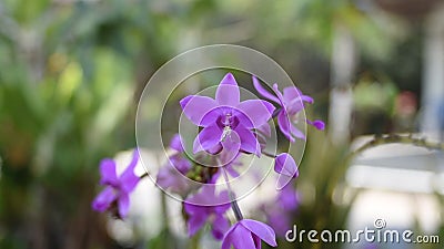 花在风中摇摆紫兰花鸡胸花或金兰花股票视频 视频包括有固定 新鲜 草甸 开花的 绿色 兰花