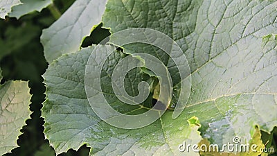 野菜园栽植的西葫芦植物影视素材 视频包括有增长 蔬菜 种植 工厂 新鲜 自然 夏南瓜 野菜园栽植的西葫芦植物影视素材 视频包括有增长 蔬菜 种植 工厂 新鲜 自然 夏南瓜