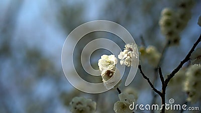 蓝天背景中的日本白梅梅梅花影视素材 视频包括有开花 及早 天空 日语 空白 春天 背包 蓝天背景中的日本白梅梅梅花影视素材 视频包括有开花 及早 天空 日语 空白 春天 背包
