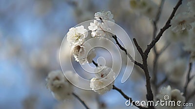 蓝天背景中的日本白梅梅梅花影视素材 视频包括有天空 女衬衫 开花 背包 日语 空白 及早 蓝天背景中的日本白梅梅梅花影视素材 视频包括有天空 女衬衫 开花 背包 日语 空白 及早