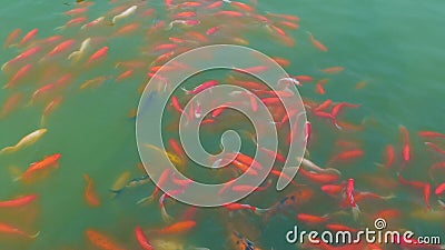 彩金鱼在水族馆游泳股票视频 视频包括有自由 石渣 生气勃勃 敌意 超大 鱼缸 运气