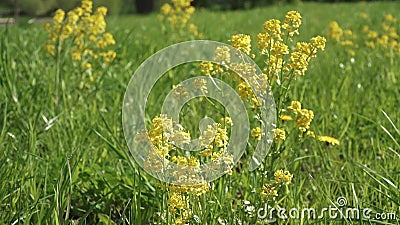 野菜花影视素材 视频包括有本质 自治权 黑暗 城市 问题的 许多 季节 开花的 自然