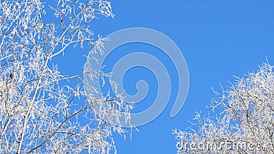 雪冬树蓝天冬日雪林太阳在冬日林地森林冬天的阳光股票视频 视频包括有阳光 空白 蓝色 天气 雪冬树蓝天冬日雪林太阳在冬日林地森林冬天的阳光股票视频 视频包括有阳光 空白 蓝色 天气