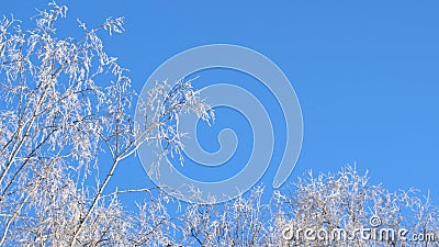 雪冬树蓝天冬日雪林太阳在冬日林地森林冬天的阳光股票视频 视频包括有阳光 空白 蓝色 天气 雪冬树蓝天冬日雪林太阳在冬日林地森林冬天的阳光股票视频 视频包括有阳光 空白 蓝色 天气