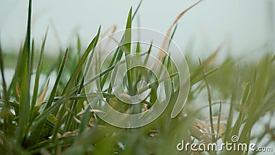 雪地小麦冬作物初芽特写影视素材 视频包括有远期 牧场地 眼镜 包括 庄稼 问题的 叶子 雪地小麦冬作物初芽特写影视素材 视频包括有远期 牧场地 眼镜 包括 庄稼 问题的 叶子