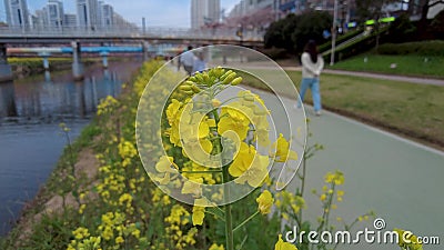 韩国釜山广域市温泉川溪柳菜花影视素材 视频包括有城市 季节 聚会所 干净 韩国 人们 韩国釜山广域市温泉川溪柳菜花影视素材 视频包括有城市 季节 聚会所 干净 韩国 人们