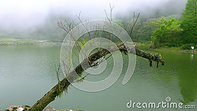 风景如梦 云雾飘荡 影视素材 视频包括有吸引力 聚会所 照亮 多云 绿色 有雾 户外