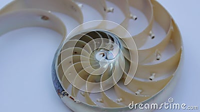 鹦鹉螺壳库fibonacci录影带转黄金比数序列自然背景半片段股票视频 视频包括有鹦鹉螺壳库fibonacci录影带转黄金比数序列自然背景半片段 鹦鹉螺壳库fibonacci录影带转黄金比数序列自然背景半片段股票视频 视频包括有鹦鹉螺壳库fibonacci录影带转黄金比数序列自然背景半片段