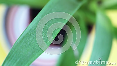 黄色背景盆栽阔叶木影视素材 视频包括有黄色背景盆栽阔叶木 黄色背景盆栽阔叶木影视素材 视频包括有黄色背景盆栽阔叶木