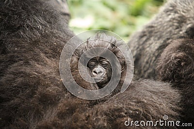 1 Month old Mountain Gorilla Stock Photo