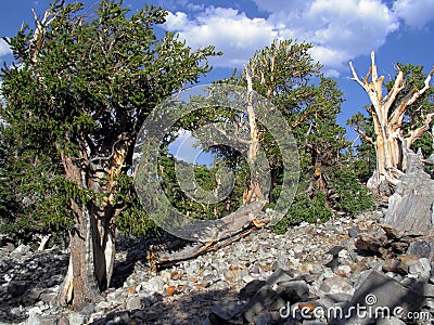 1000 or more year old bristle cone pine Stock Photo