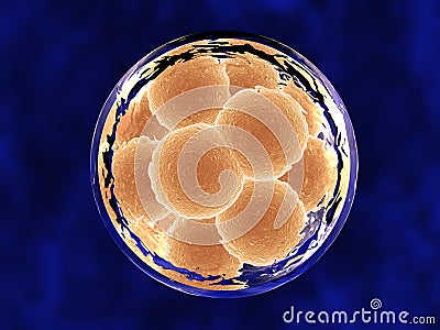 12 Cell Embryo within Membrane Stock Photo