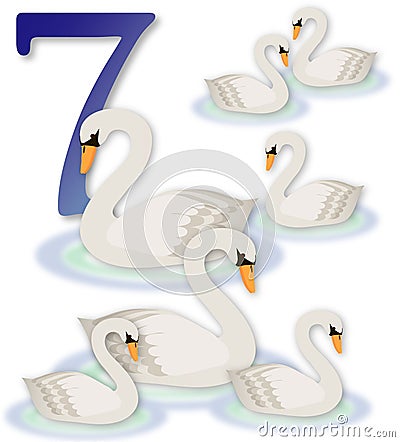 12 Days of Christmas: 7 Swans a Swimming Stock Photo