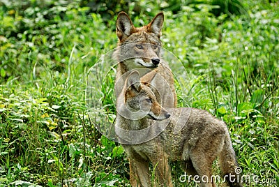 (1369) Coyotes Stock Photo