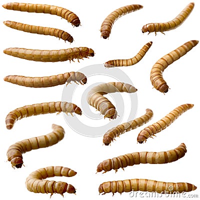 16 Larva of Mealworm - Tenebrio molitor Stock Photo