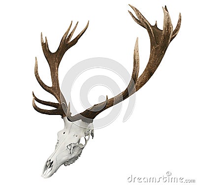 17 Point Mounted Sika Stag Horns Stock Photo